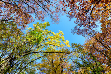 Vivid orange, yellow, green and brown leaves on large branches of oak trees towards clear blue sky in a garden during a sunny autumn day, beautiful outdoor background photographed with soft focus.