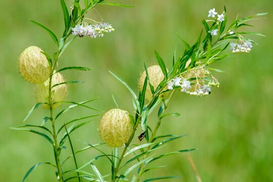 Closeup of Gomphocarpus physocarpus, commonly known as hairy balls, balloonplant.