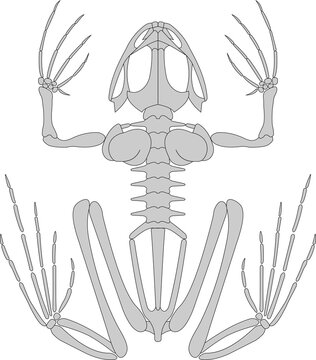 Frog skeletal system.