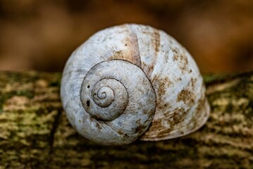 Closeup shot of white snail shell on trunk