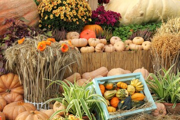 Colorful organic pumpkin in wooden box on agricultural fair. Harvesting autumn time concept. Garden fall natural plant. Thanksgiving halloween decor. Festive farm rural background. Vegan food. Closeup © Lidia