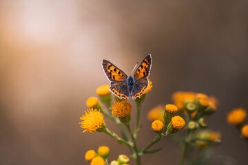 Closeup of a beautiful small copper butterfly collecting pollen from a flower