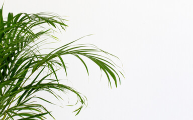Obraz premium Decorative Areca palm near white wall