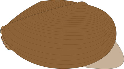 The swan mussel (Anodonta cygnea), is a large species of freshwater mussel.