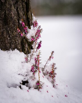 Beautiful closeup of a blooming spring heath in snow in Serbia