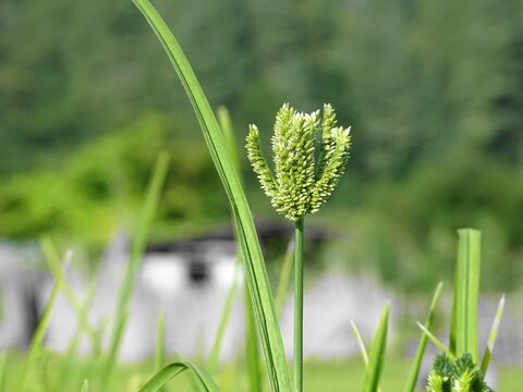Closeup selective shot of a ragi-finger millet, Eleusine coracana in a field