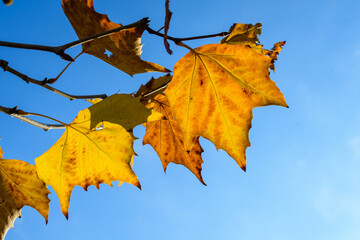 Vivid orange, yellow, green and brown leaves of platanus tree towards clear blue sky in a garden during a sunny autumn day, beautiful outdoor background photographed with soft focus. - Powered by Adobe