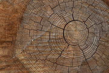 Log tree rings end grain