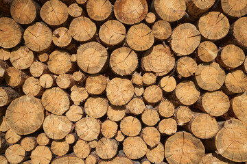 Log wall texture full frame