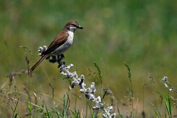 Red-backed Shrike - female // Neuntöter - Weibchen (Lanius collurio)