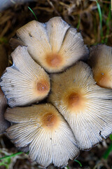 Closeup shot of little japanese umbrella mushroom