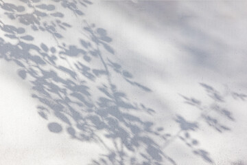 trees branch and leaf with shadow on a white concrete wall. Leaf pattern. Blurred background.