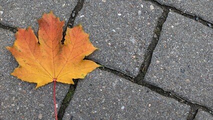 orange maple leaf on gray tiles