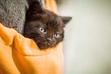 a black kitten with blue eyes sits in a yellow pocket