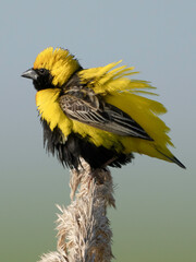 Yellow-crowned bishop (euplectes afer).