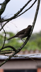Turdus plebejus El zorzal serrano 2 ​ (Turdus plebejus), también conocido como sensontle montañés, mirlo montañero 2 ​ o zorzal plebeyo, 3 ​ es una especie de ave paseriforme de la familia Turdidae.