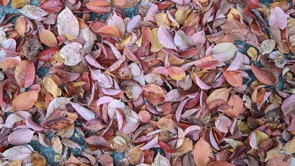 pink autumn leaves texture