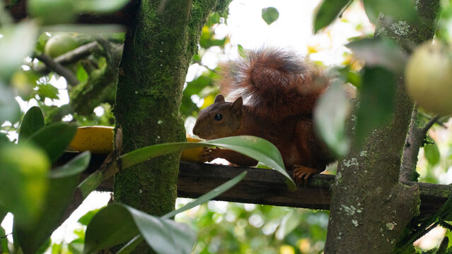 Se llama ardilla (en paleohisp&aacute;nico: harda &lsquo;sin h y en diminutivo&rsquo;) a ciertas especies de roedores esciuromorfos de la familia Sciuridae