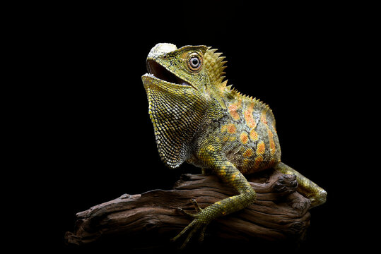 Boyd's forest dragon (Lophosaurus boydii) on a piece of wood, Indonesia