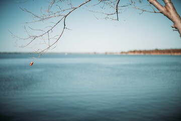 Dry bare tree branch with a beautiful lake in the background