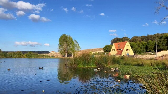 Partridge birds and ducks swimming on a lake