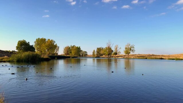 Partridge birds and ducks swimming on a lake