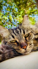 Vertical closeup shot of random striped cat in garden under blue sky