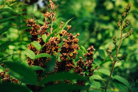 Beautiful sunny garden with gorgeous false spirae flowers surrounded by green leaves in the wild