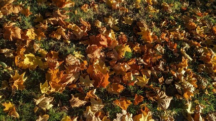 background of green grass and autumn yellow leaves
