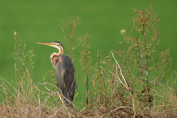 Purple Heron (Ardea purpurea).