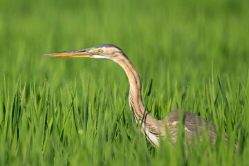 Purple Heron (Ardea purpurea).