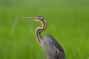 Purple Heron (Ardea purpurea).