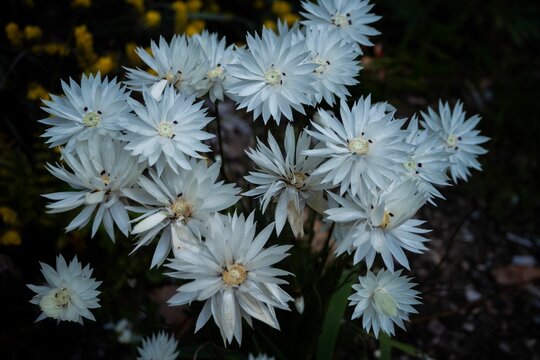 Closeup of a bunch of white Australian Wildflowers