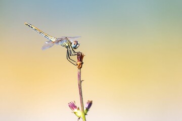 Closeup of a red-veined darter dragonfly latching on to a wildflower on a blurred green background