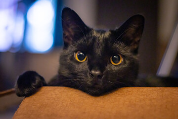 Cute Black Cat Portrait on a Chair