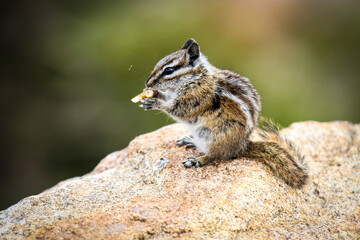 Least Chipmunk eating a pretzel in Rocky Mountain National Park on a rock