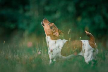 Young beautiful thoroughbred Jack Russell Terrier on a walk in the field.