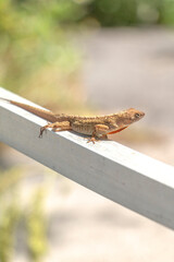 Lizards can be a velociraptor replica