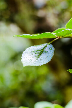 green leaf with water drops