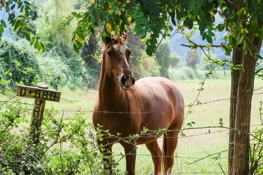 horse in the woods