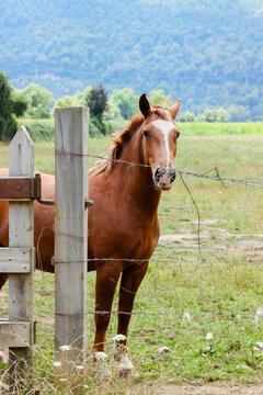 horse in a field