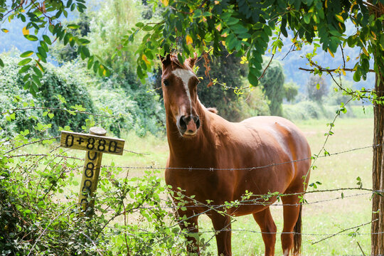 horse in the woods