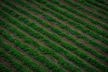 Aerial view of agricultural field with equal rows of soil and green plants