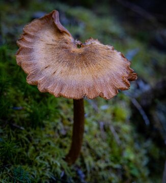 Closeup of brown poisonous torn fibrecap mushroom in the forest