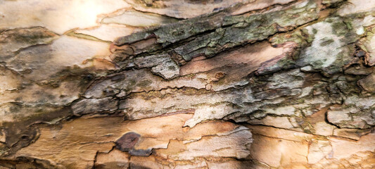 rustic old wooden log with texture
