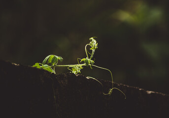 Galho Verde Sobre o Muro