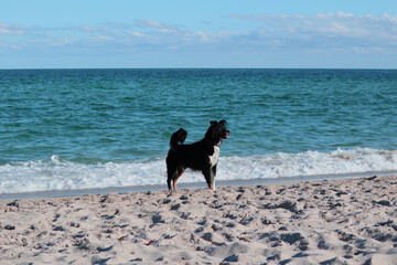 Happy wet black dog with the tongue out on the beach with a summer clear sky