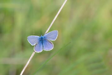 A small bluebird sits on a dry branch. The background is green. The butterfly has opened its wings.