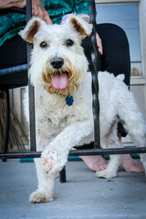 White Miniature Schnauzer Sticking Paw Out on Front Porch with Tongue Sticking Out in West Virginia