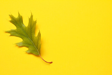 Close Up green fallen autumn leaf on yellow background. Natural foliage. Fall concept. Top view. Flat lay. Copy space. Space for text